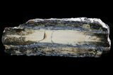 Mammoth Molar Slice With Case - South Carolina #67748-2
